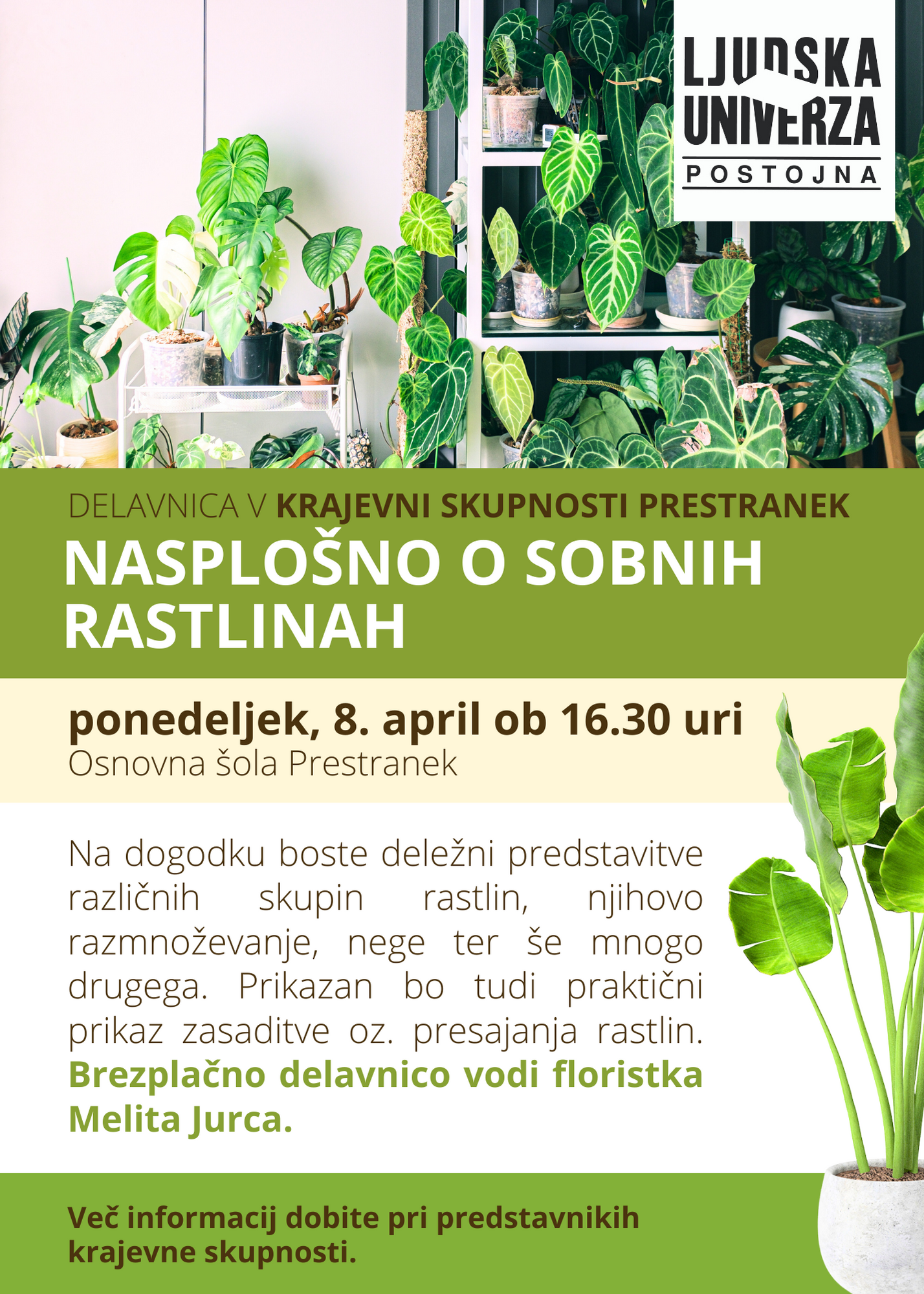 ks prestranek_ sobne rastline